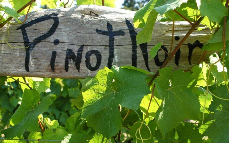 Pinot-Noir