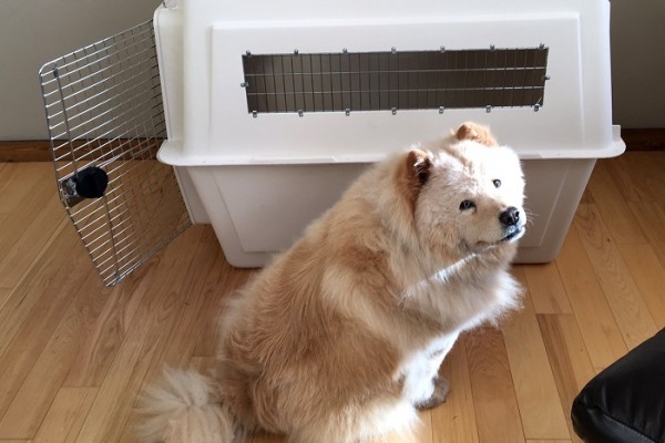 dog interstate transport