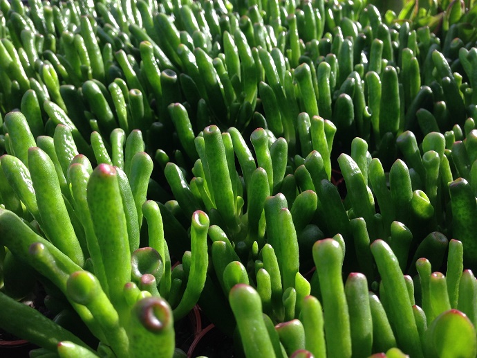 Carassula-money-plant