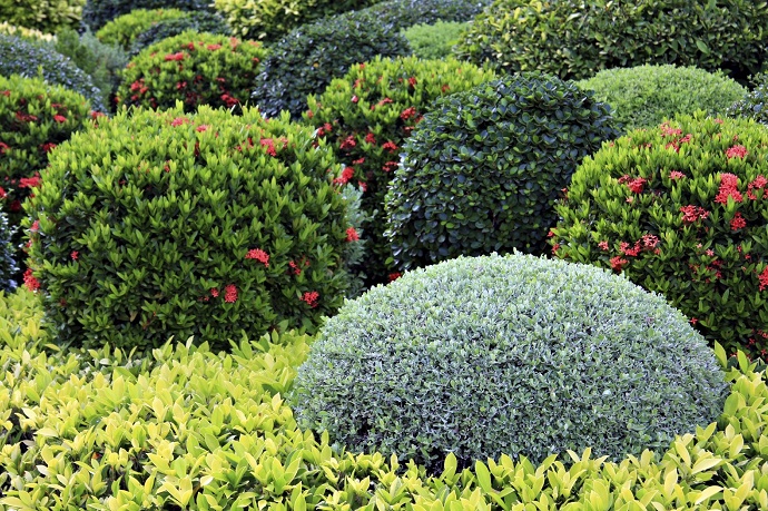 shrubs and bushes