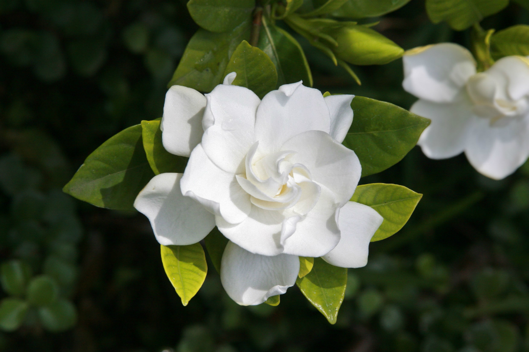 Gardenia Bush Planting & Care A Purposeful Guide to Getting Everything Right PurposeOf
