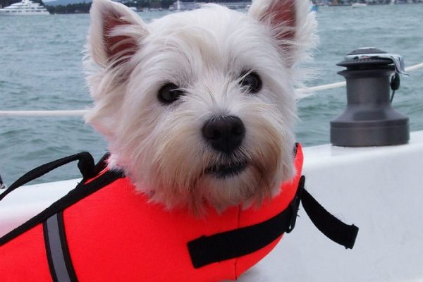 Choosing a Life Vest for Your Dog