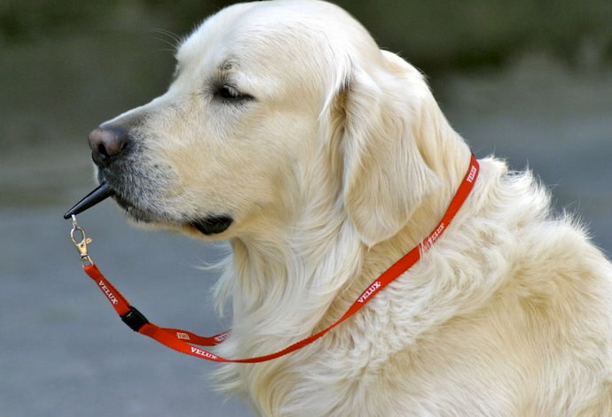 using silent whistles with your dog