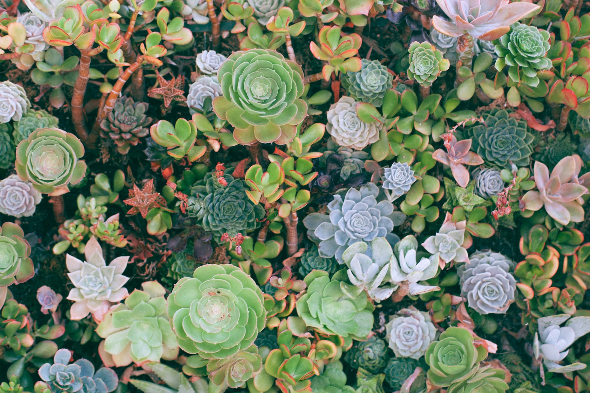 The Different Types of Succulent Plants and Their Healing Purposes