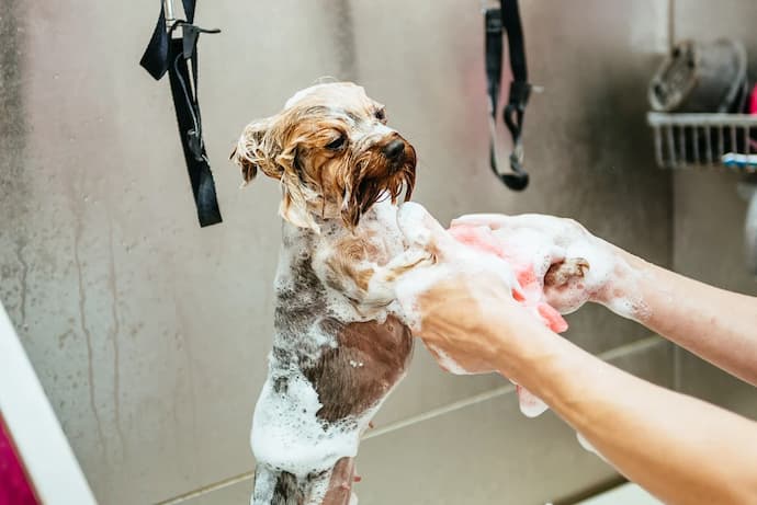 dog